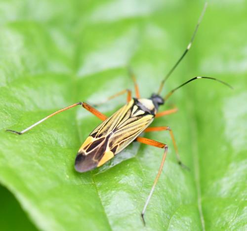 Miris striatus